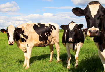 cattle feed